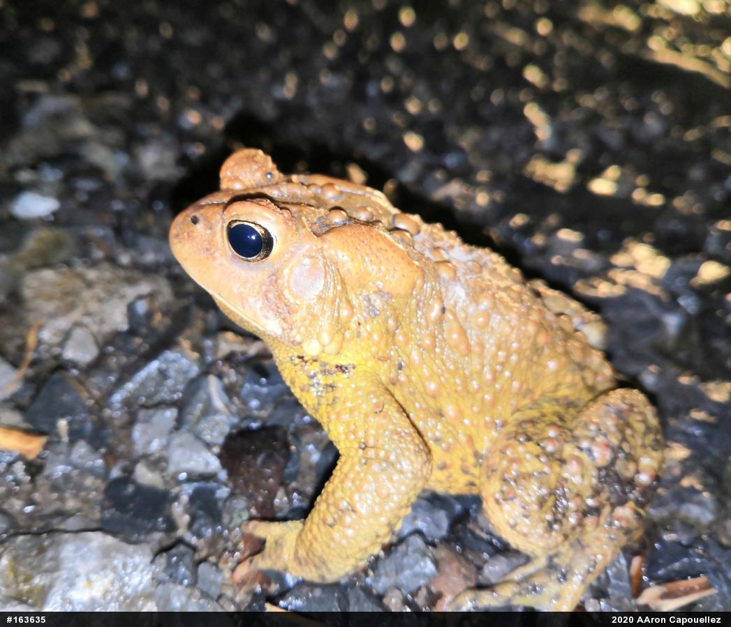 Eastern American Toad