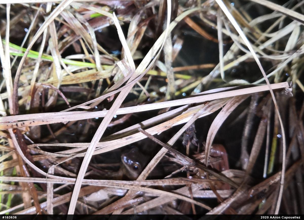Spring Peeper