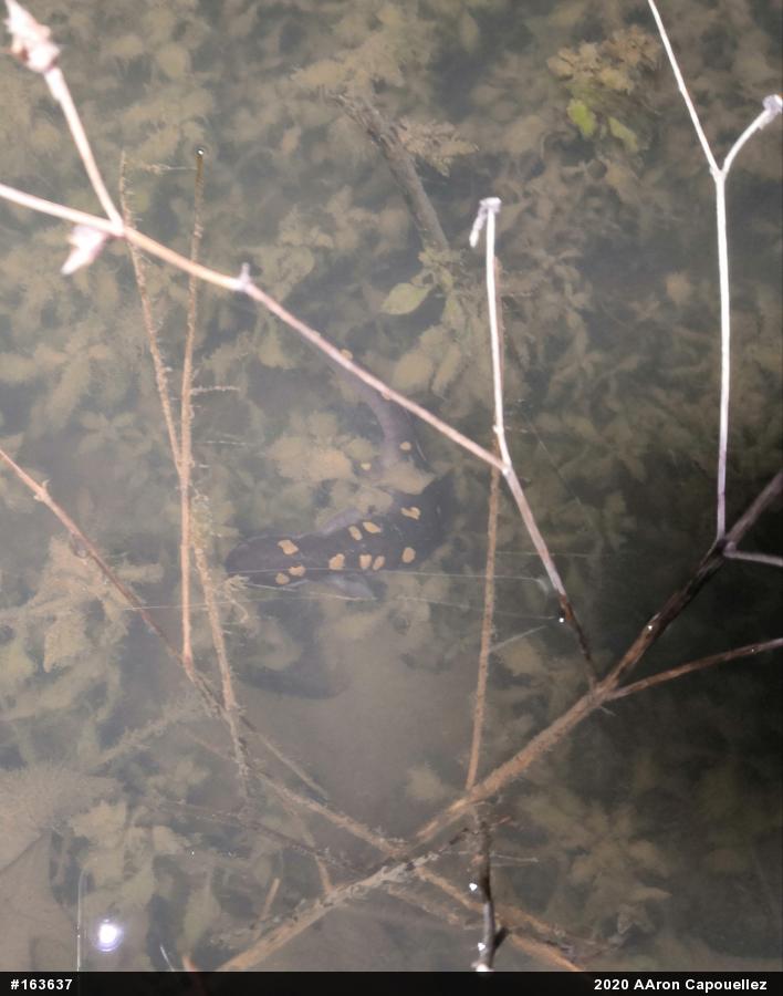 Spotted Salamander