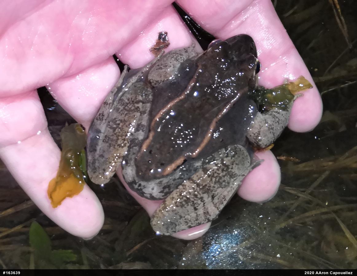 Wood Frog