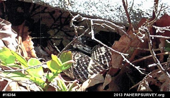 Timber Rattlesnake