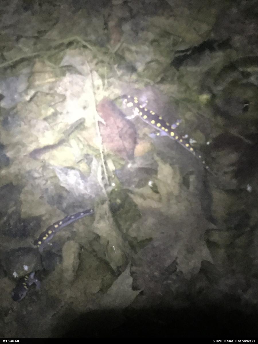 Spotted Salamander