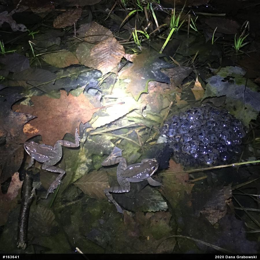 Wood Frog