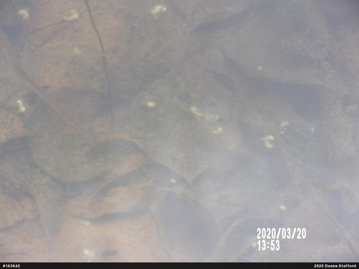 Mole Salamanders