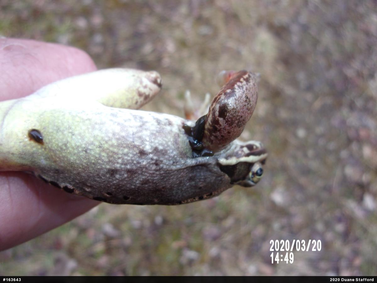 Wood Frog