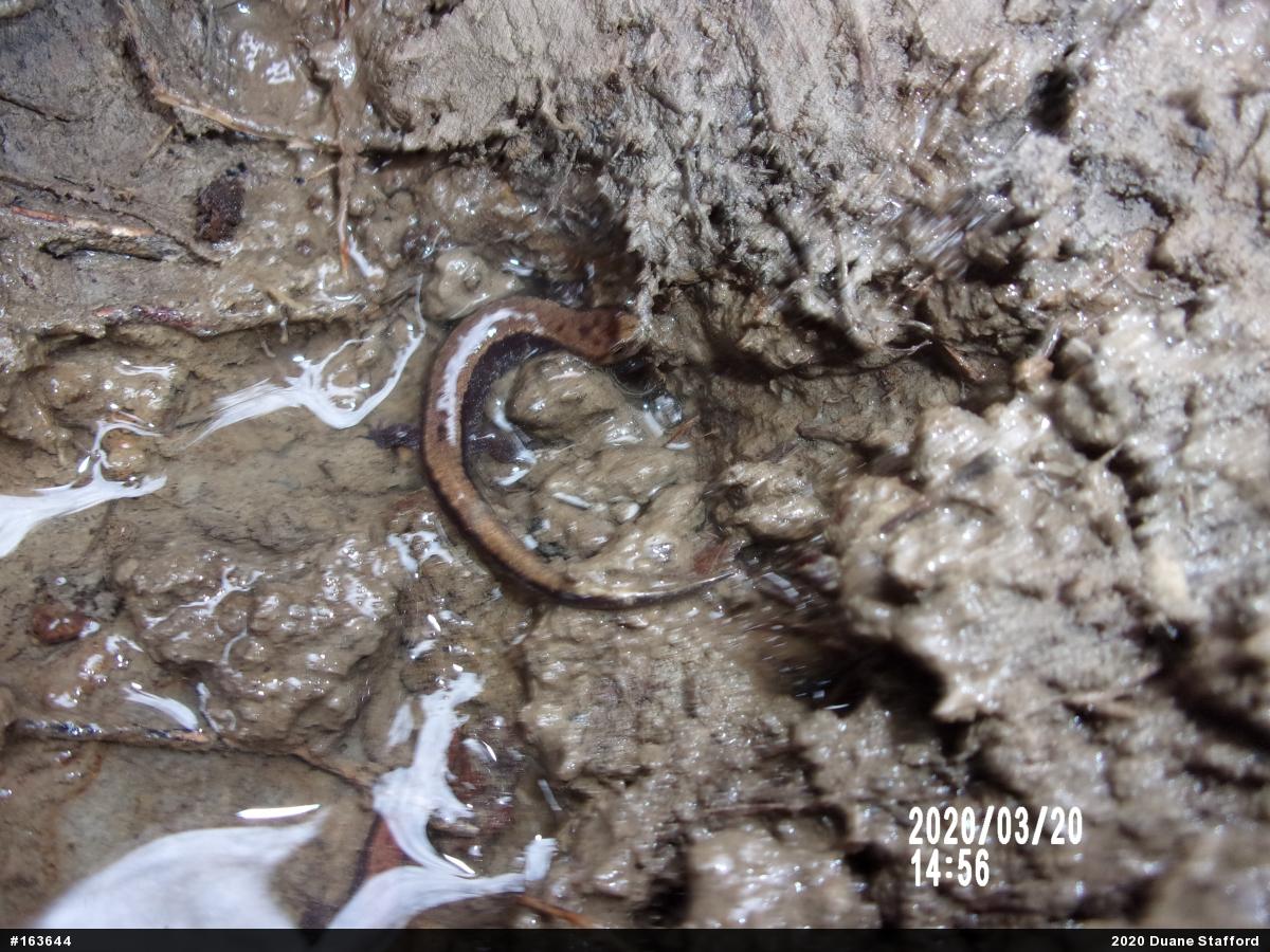 Allegheny Mountain Dusky Salamander