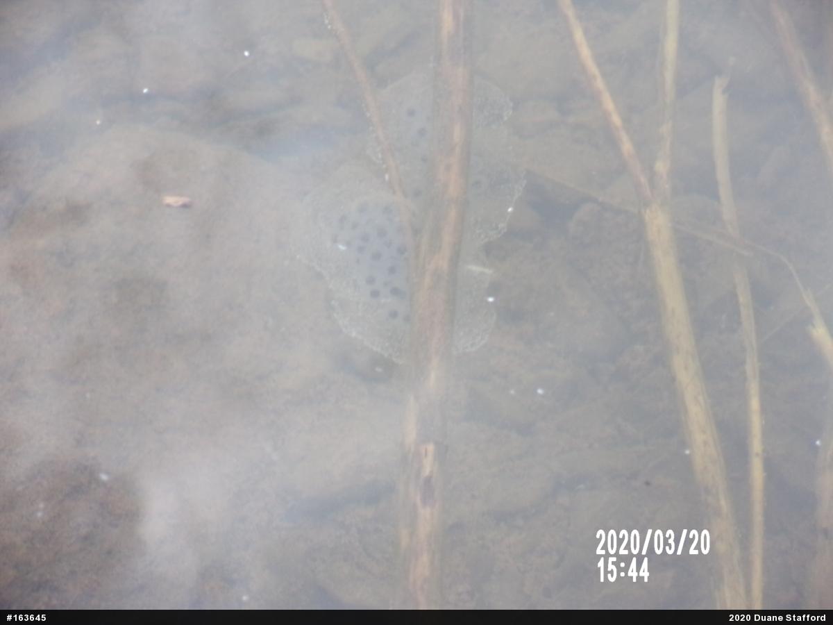 Spotted Salamander