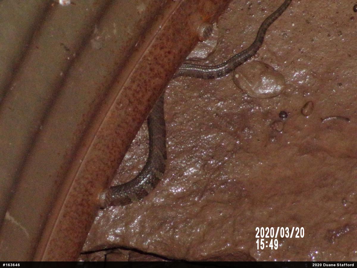 Northern Watersnake