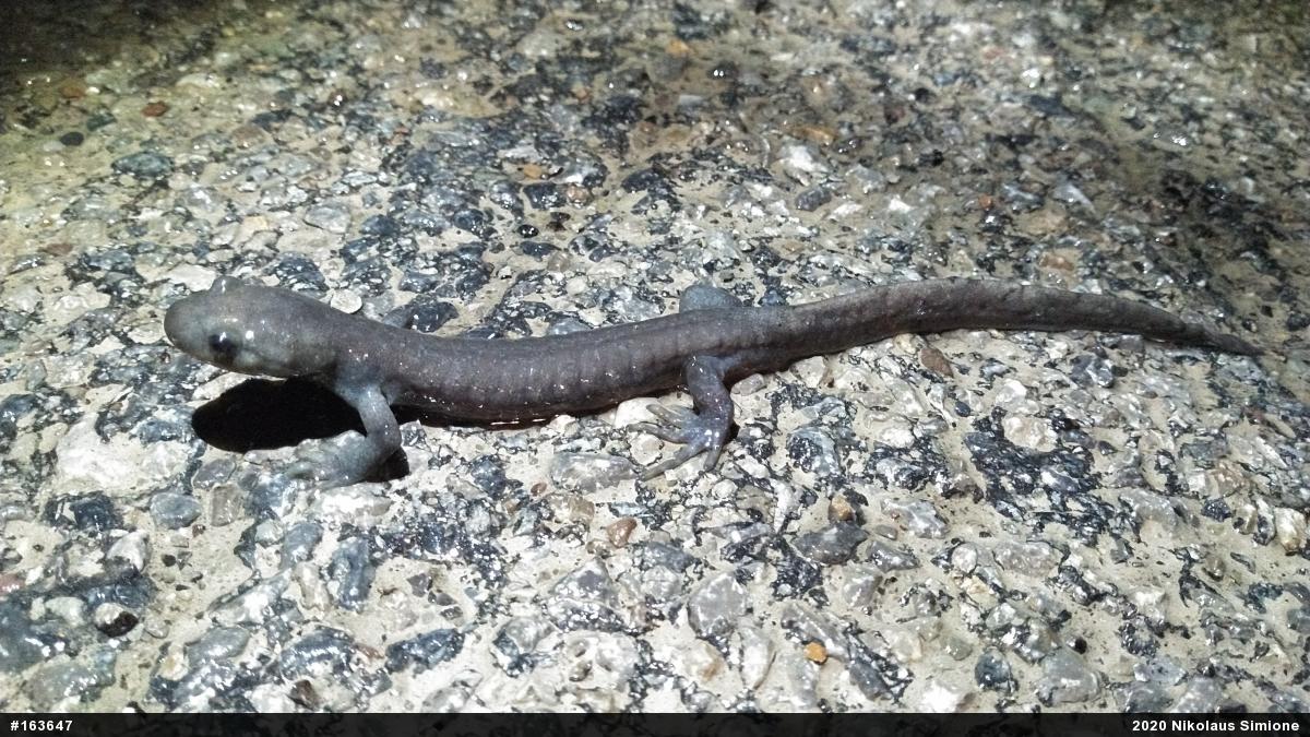 Jefferson Salamander