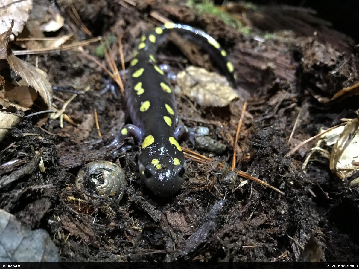 Spotted Salamander