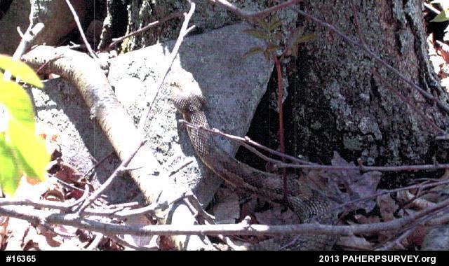 Timber Rattlesnake