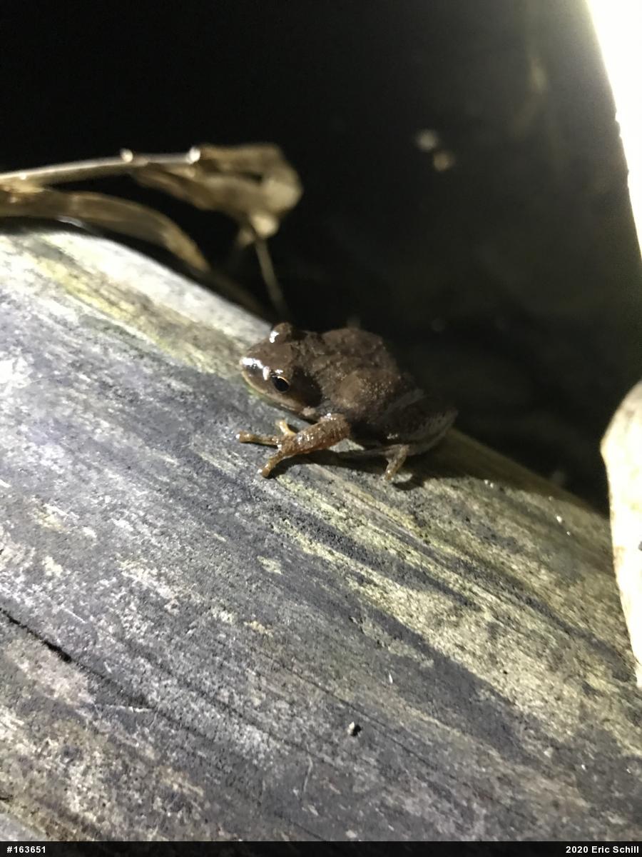 Spring Peeper