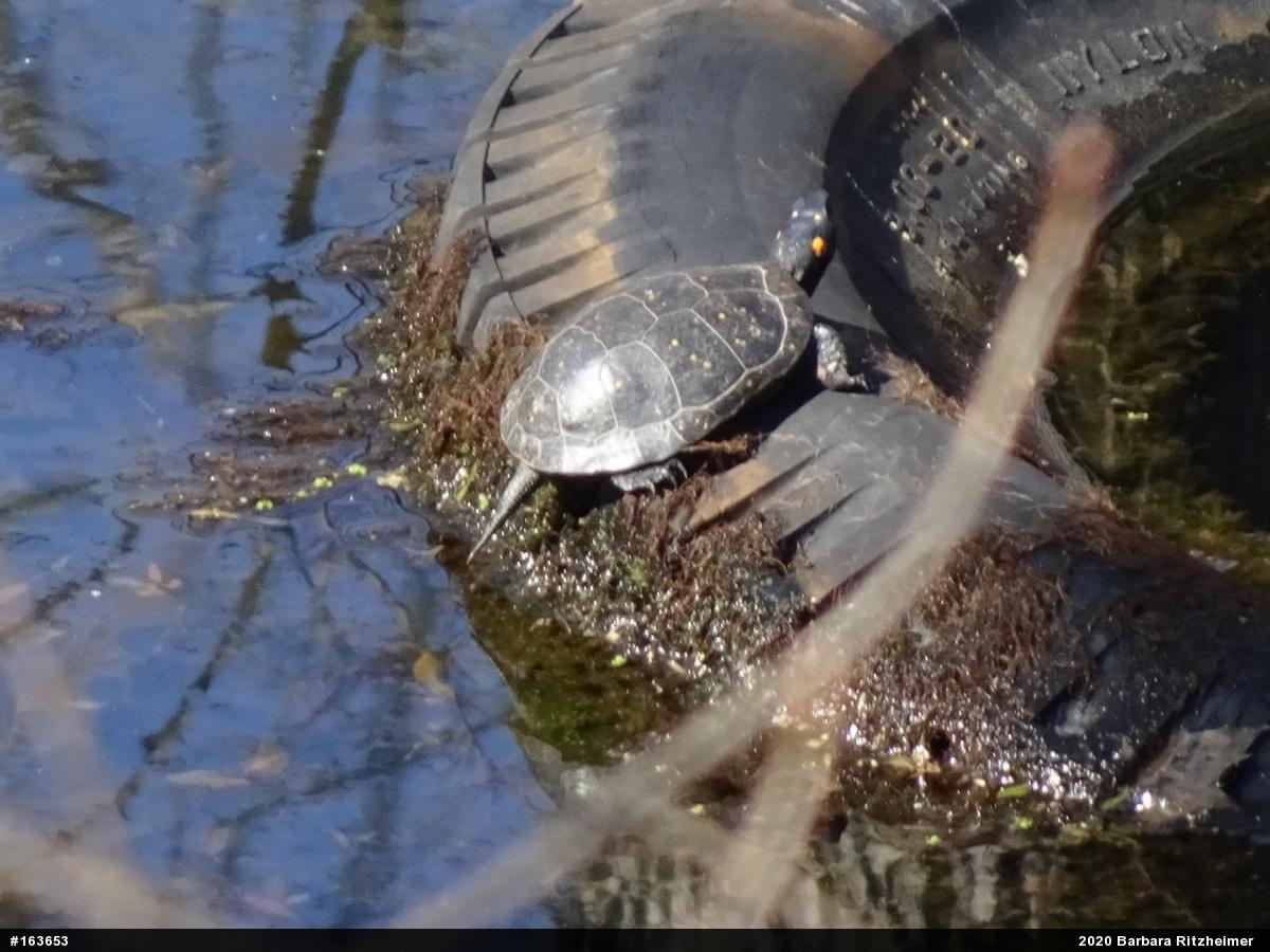 Spotted Turtle