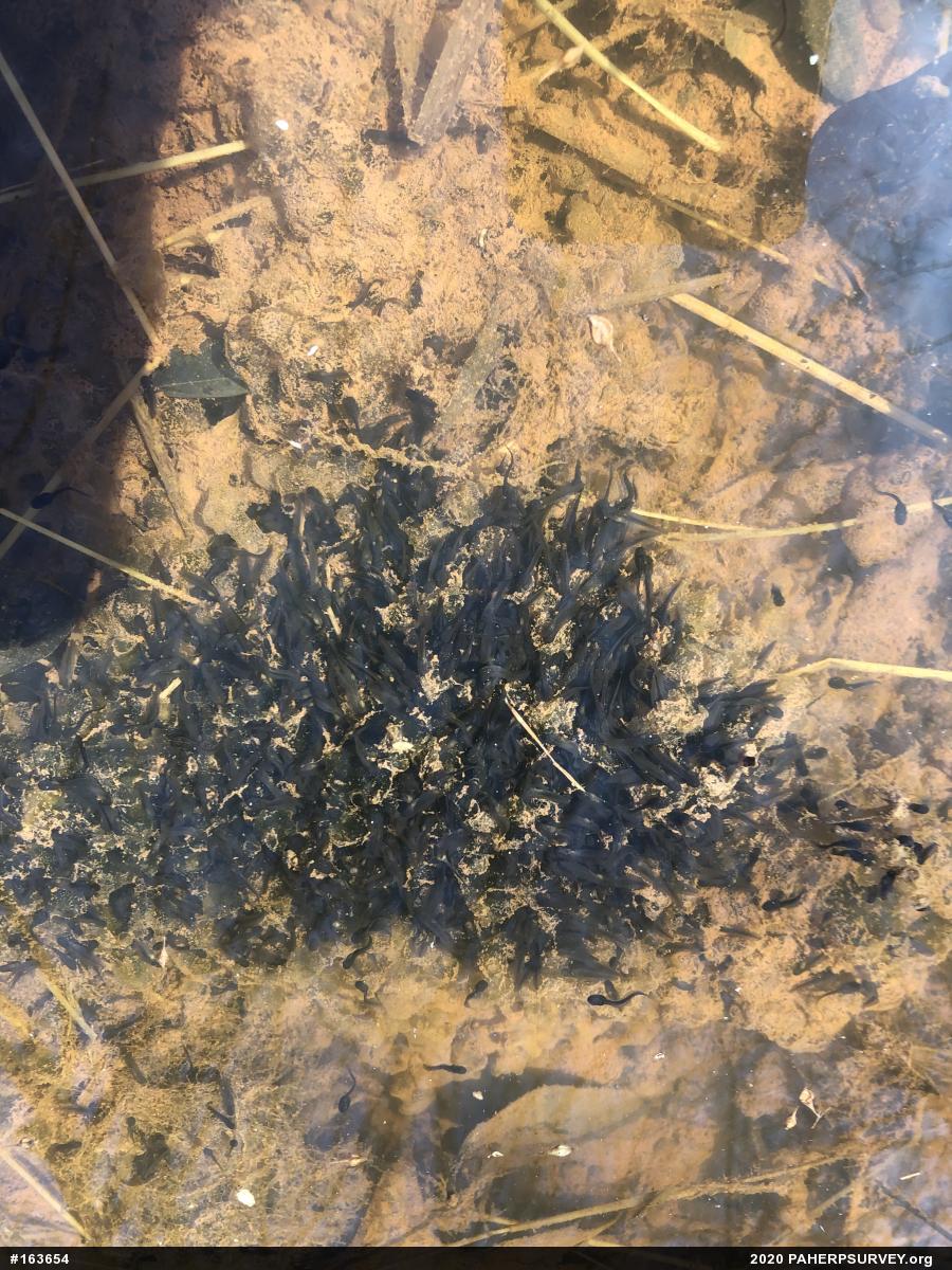 Wood Frog