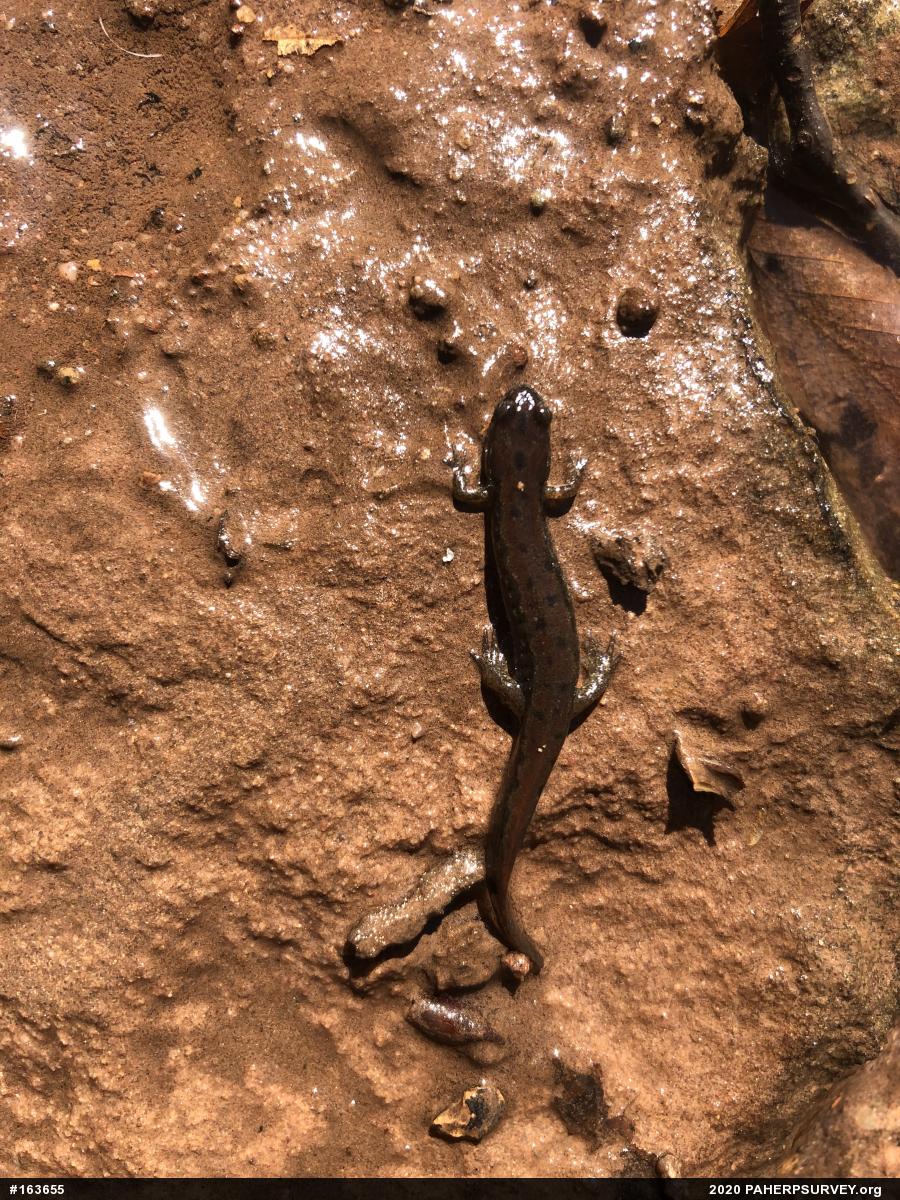 Northern Dusky Salamander