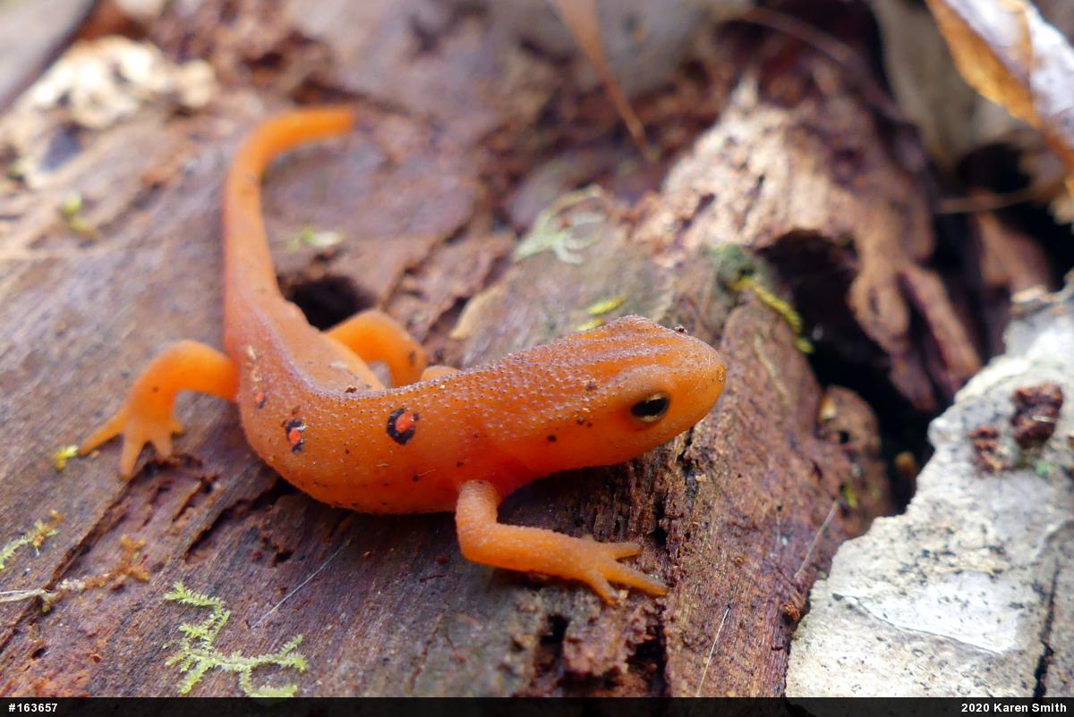 Red-spotted Newt