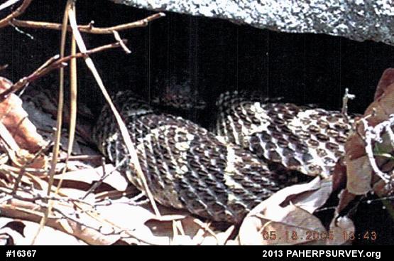 Timber Rattlesnake