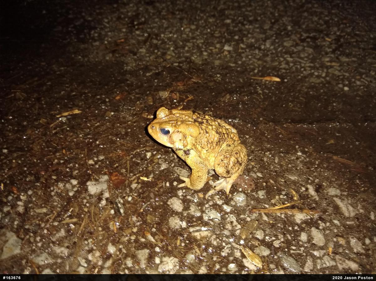 Eastern American Toad