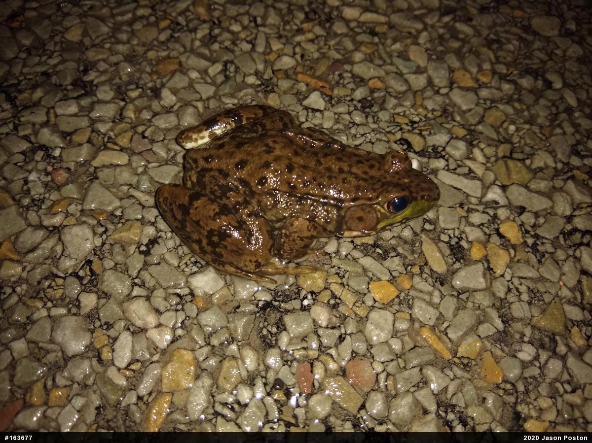 Green Frog