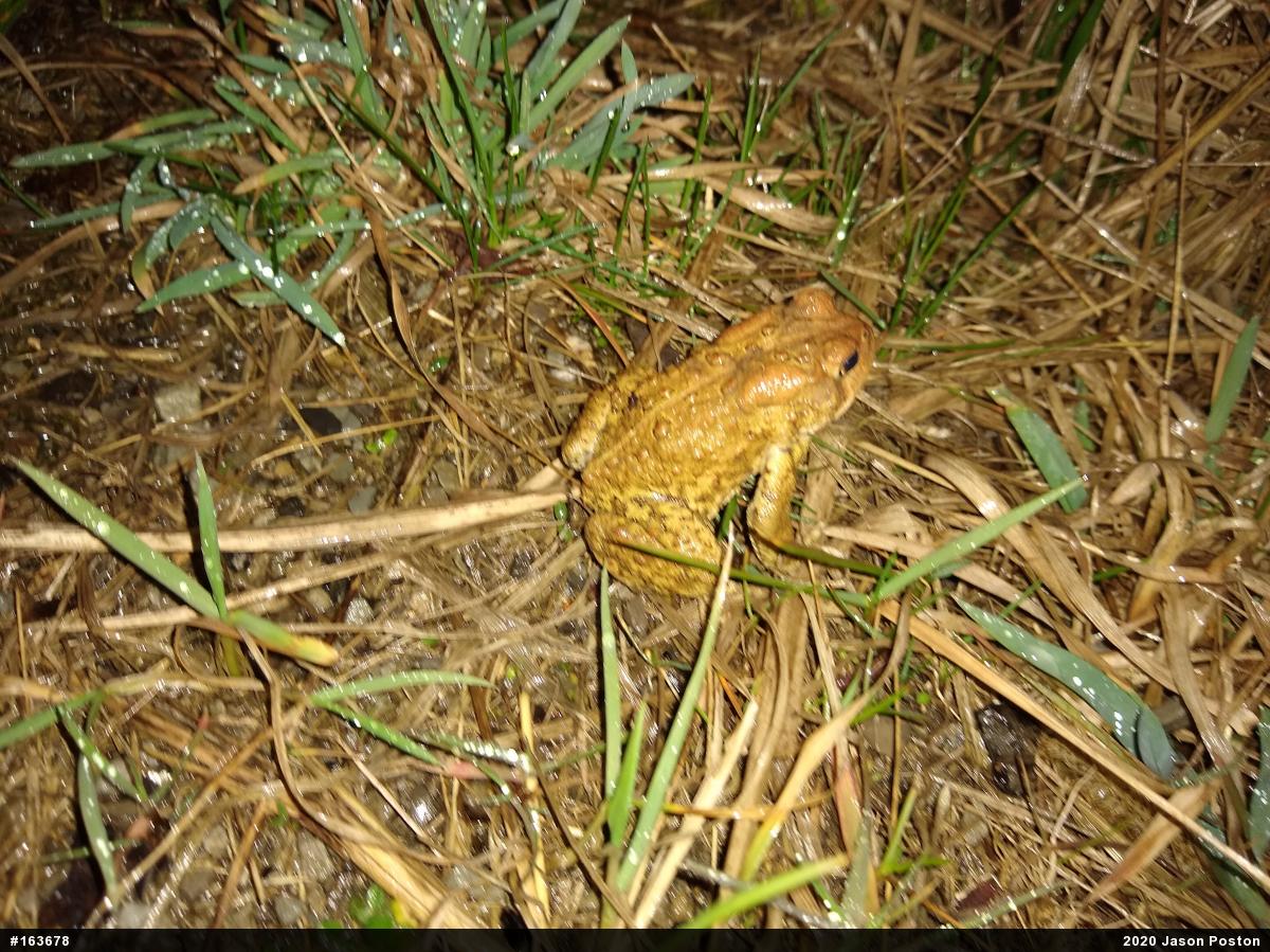 Eastern American Toad
