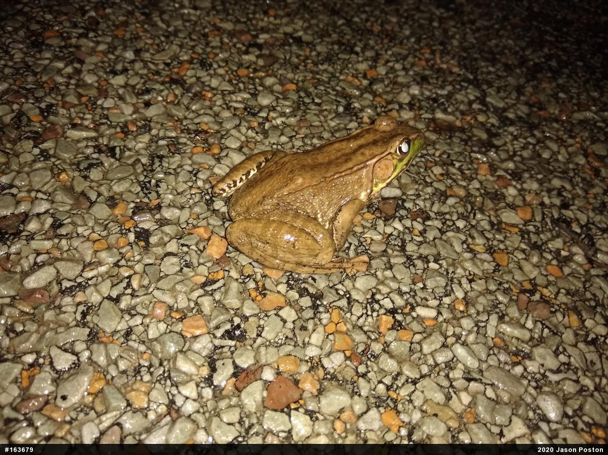 Green Frog