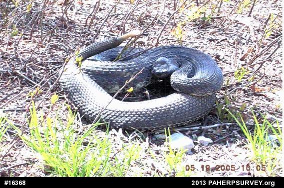 Timber Rattlesnake