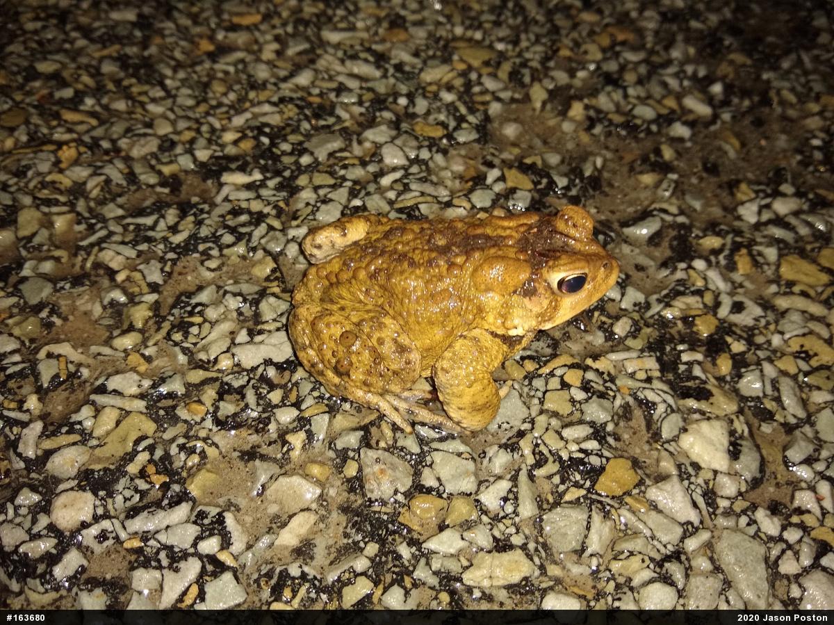 Eastern American Toad