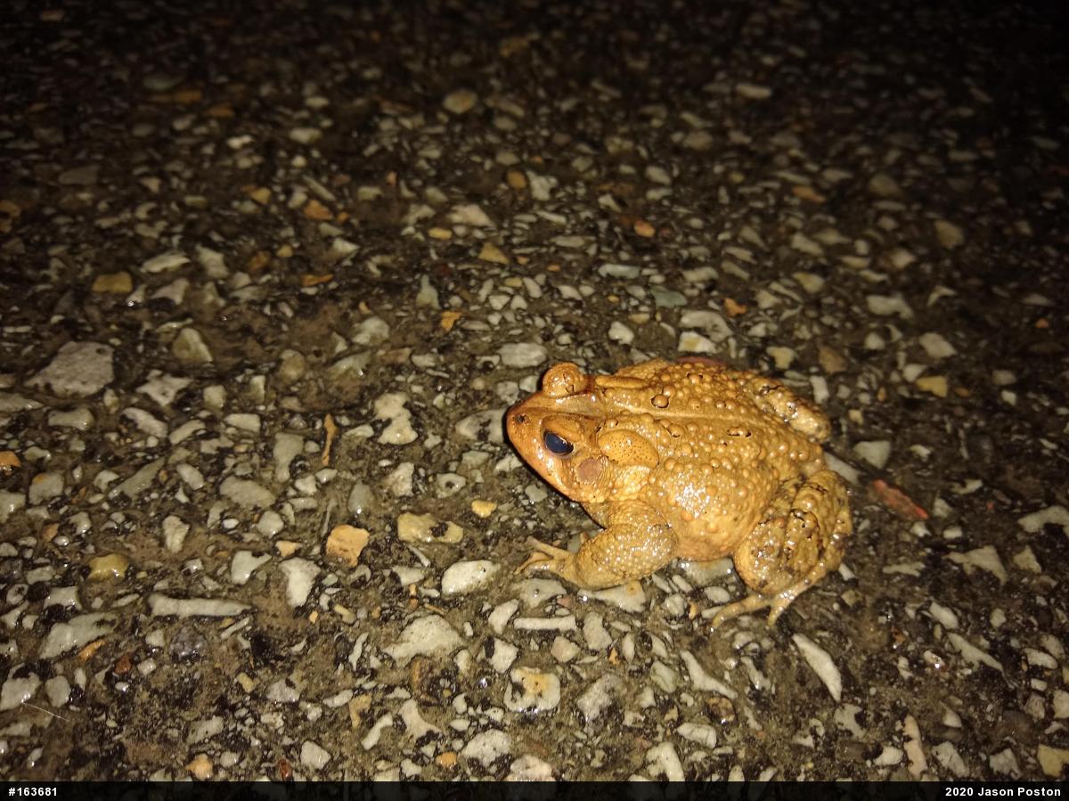 Eastern American Toad