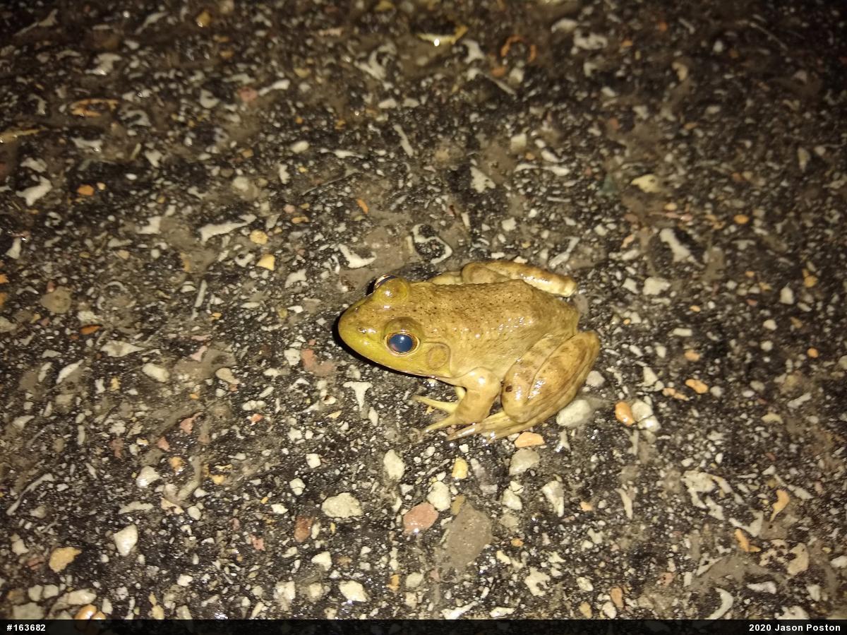 American Bullfrog