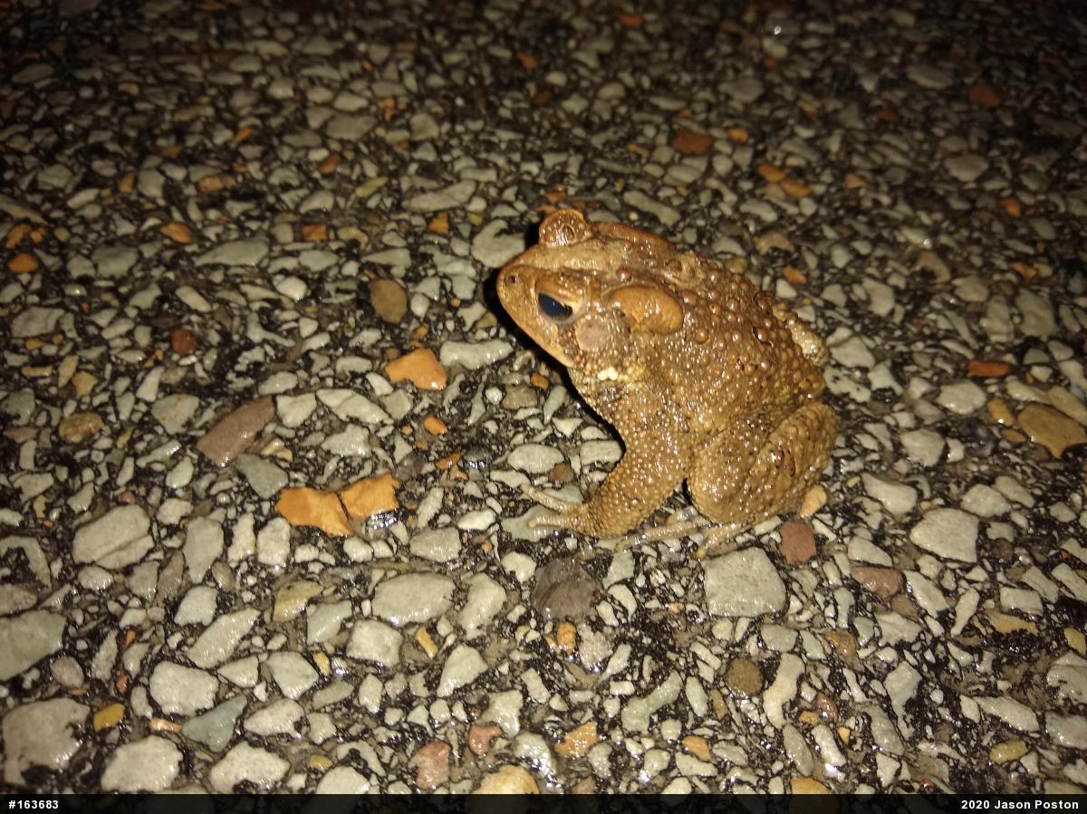 Eastern American Toad