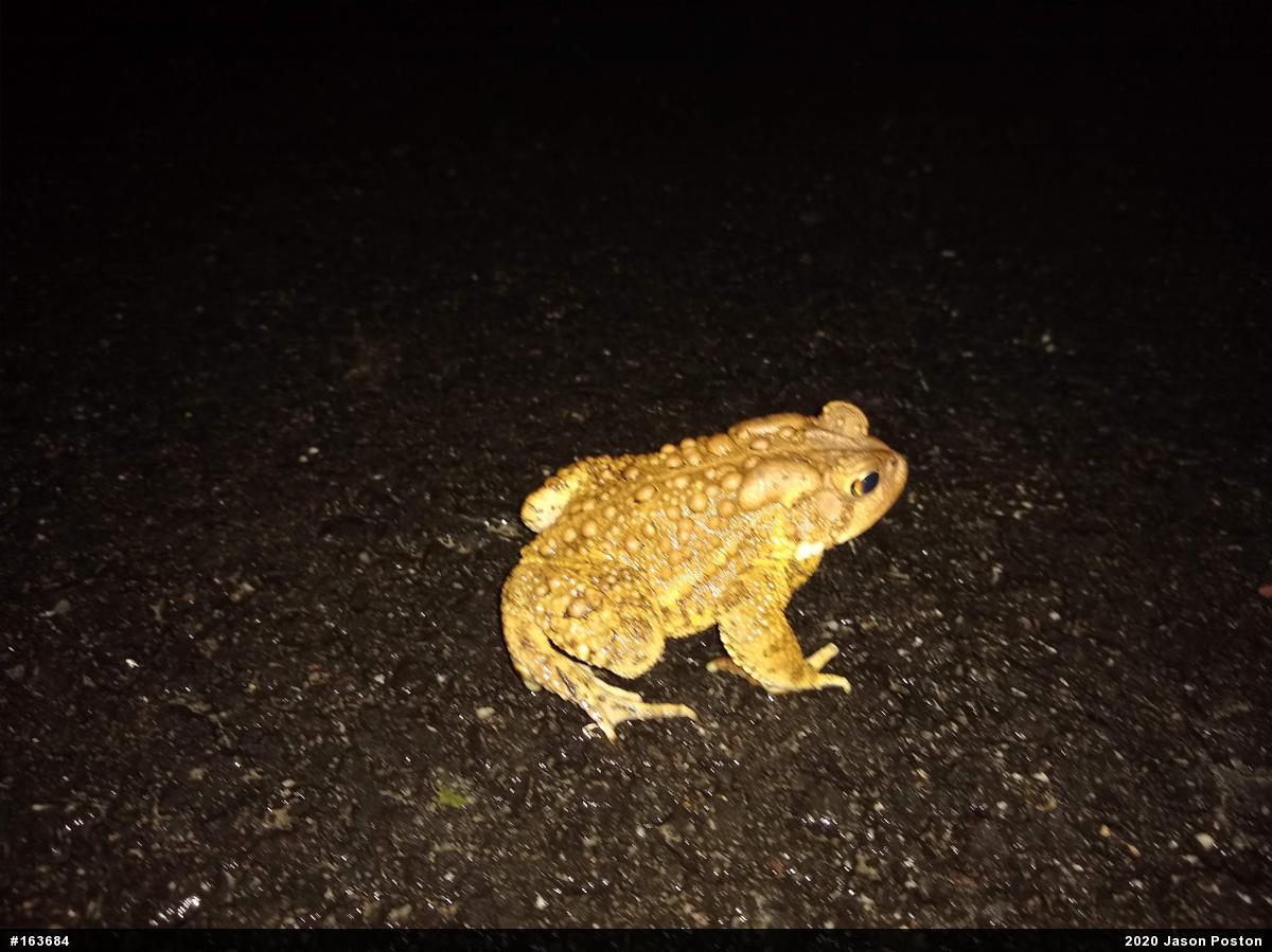 Eastern American Toad