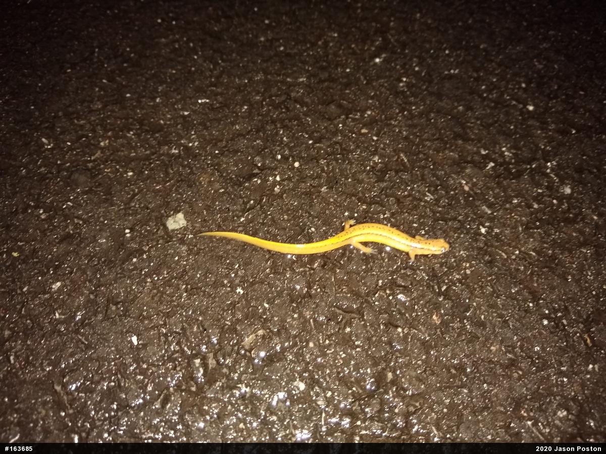 Northern Two-lined Salamander