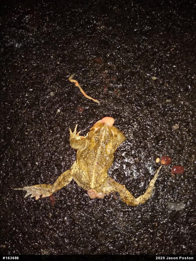 Eastern American Toad