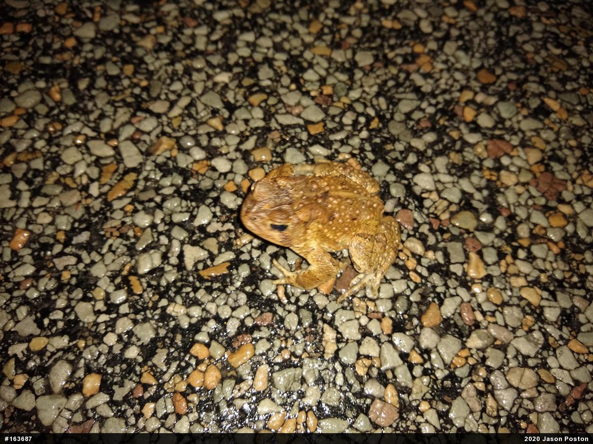 Eastern American Toad