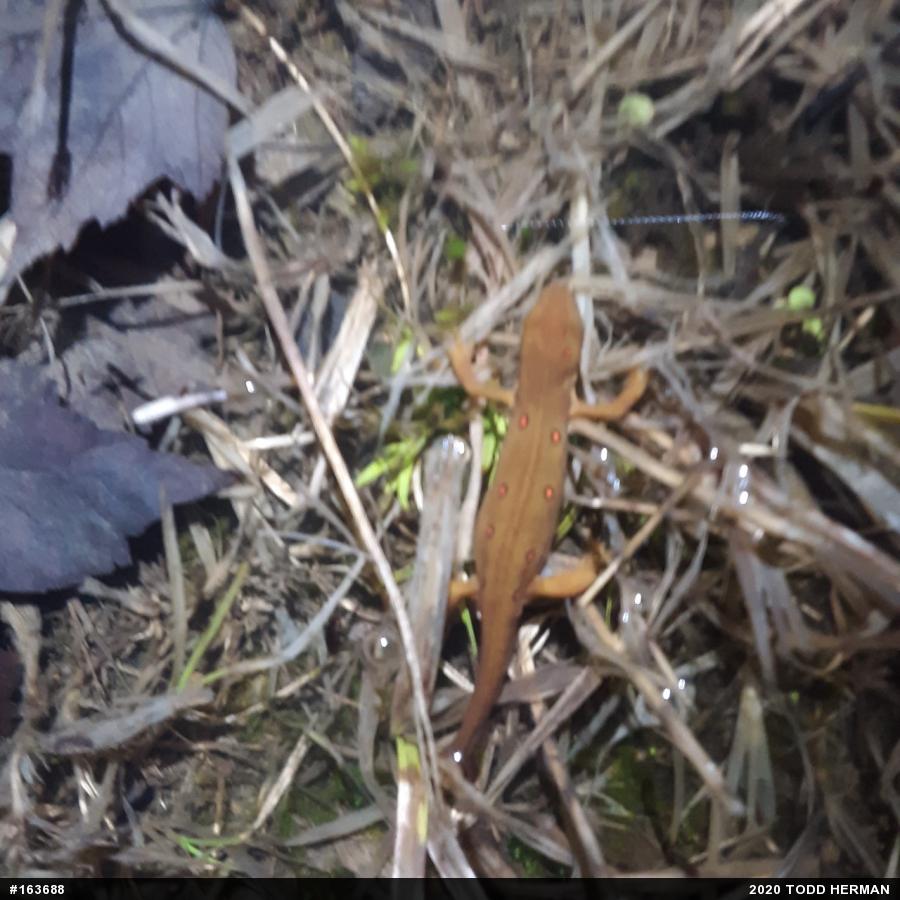 Red-spotted Newt
