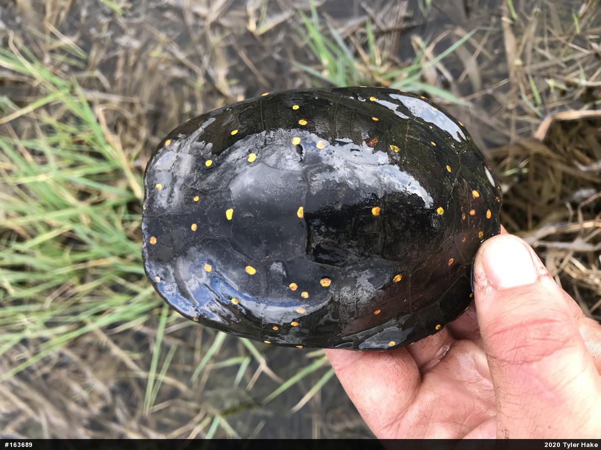 Spotted Turtle
