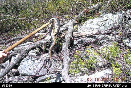 Timber Rattlesnake