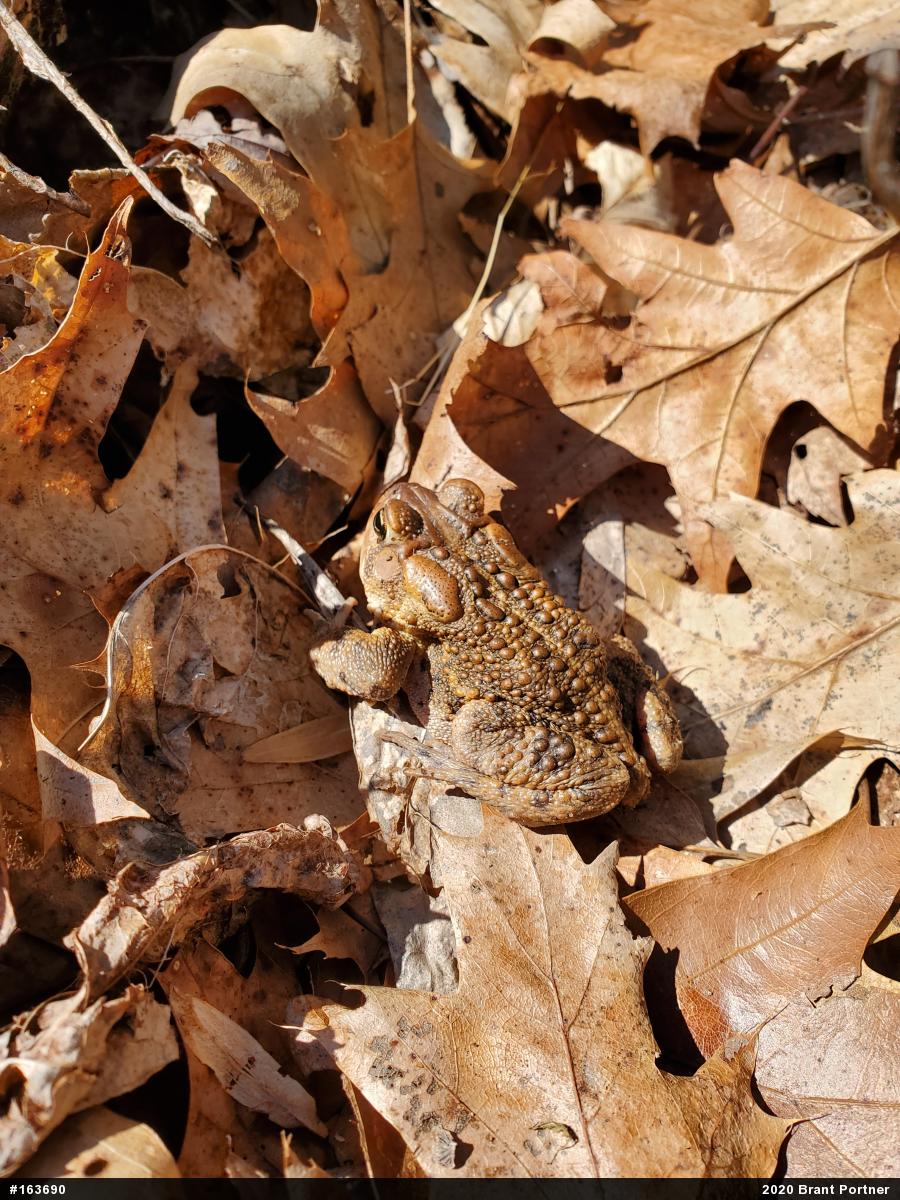Eastern American Toad