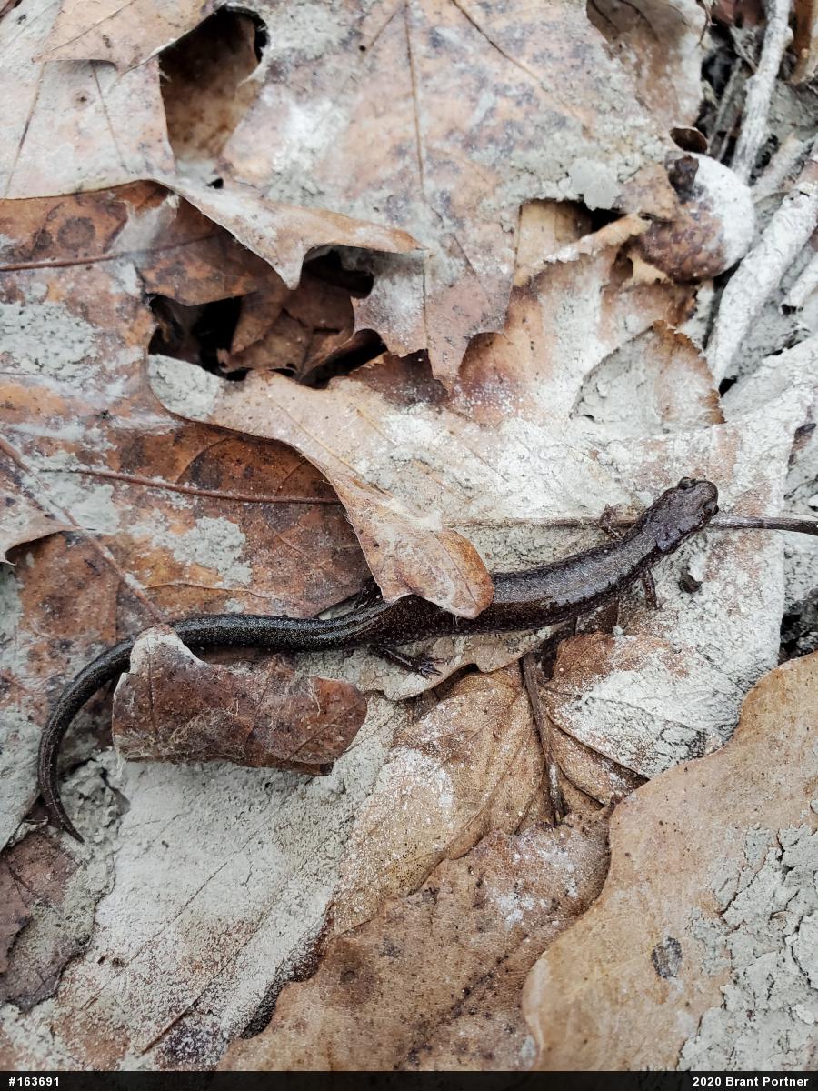 Eastern Red-backed  Salamander