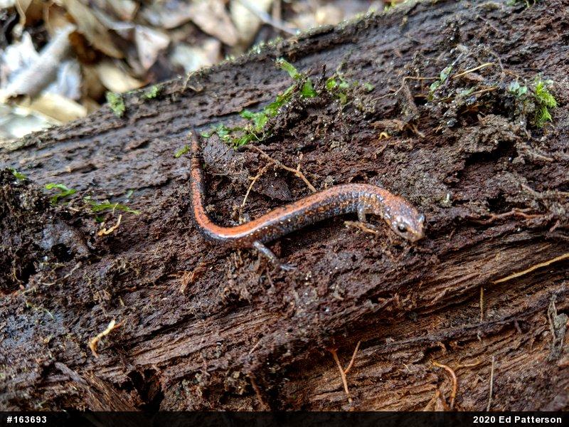 Eastern Red-backed  Salamander