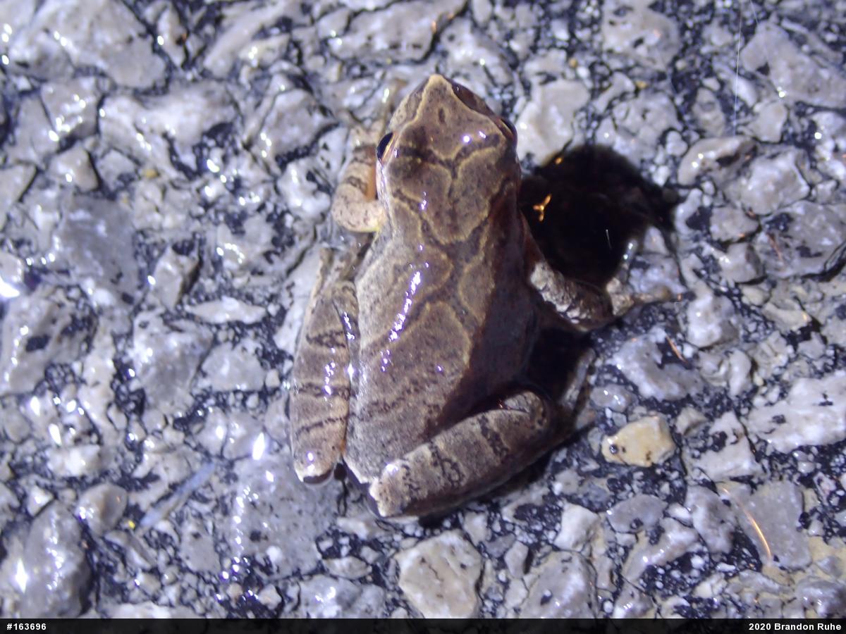 Spring Peeper