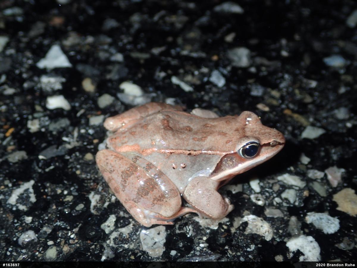 Wood Frog