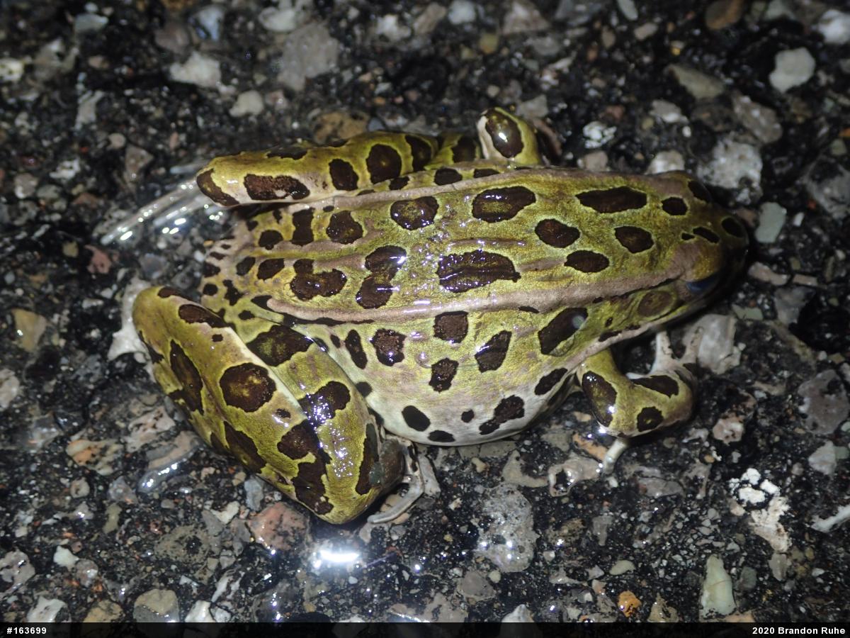 Northern Leopard Frog