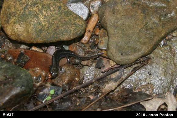 Northern Dusky Salamander