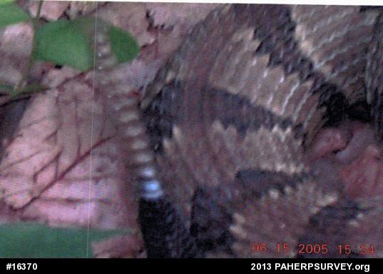 Timber Rattlesnake