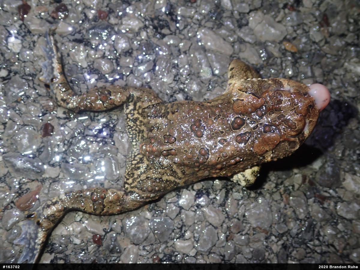Eastern American Toad