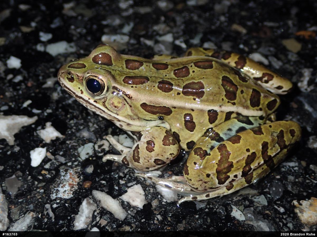 Northern Leopard Frog