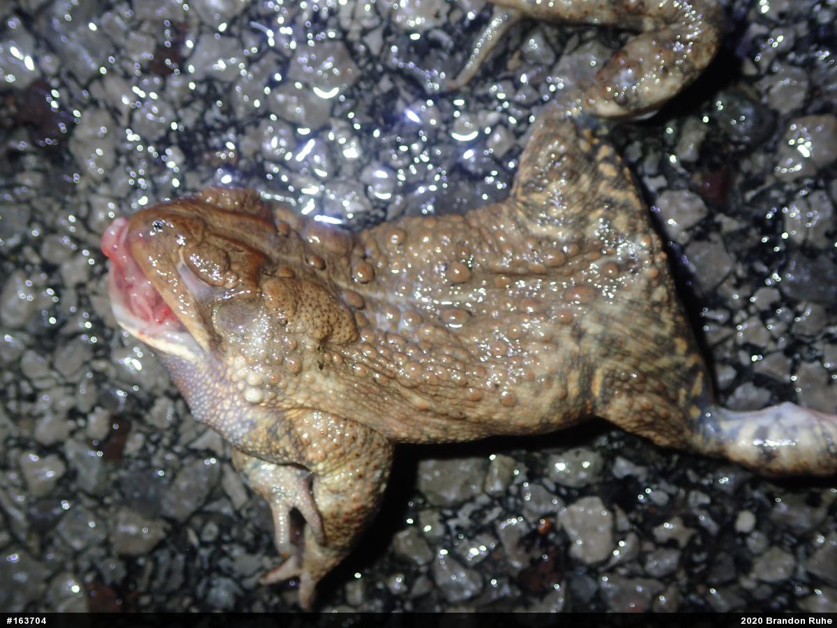Eastern American Toad