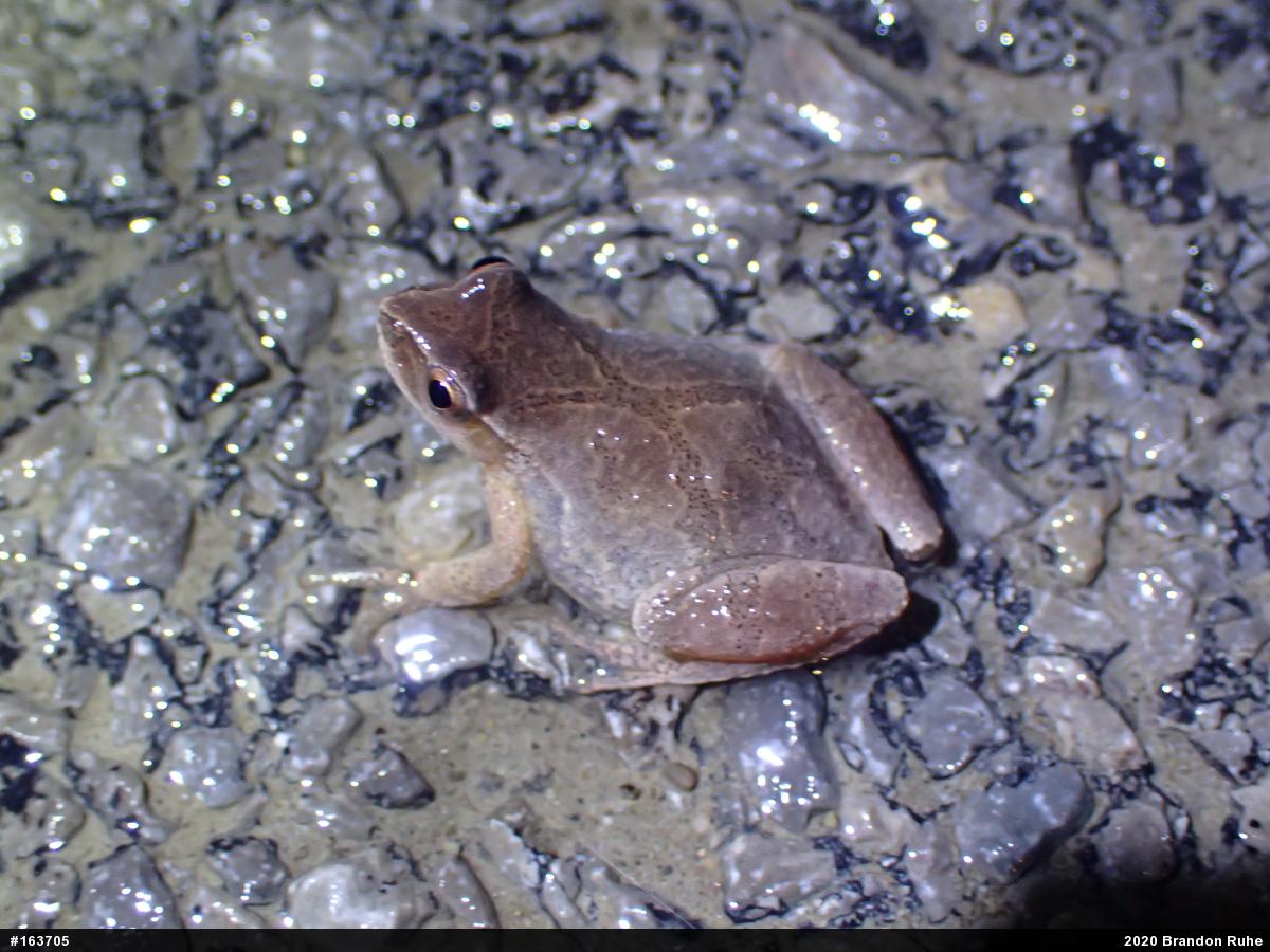 Spring Peeper