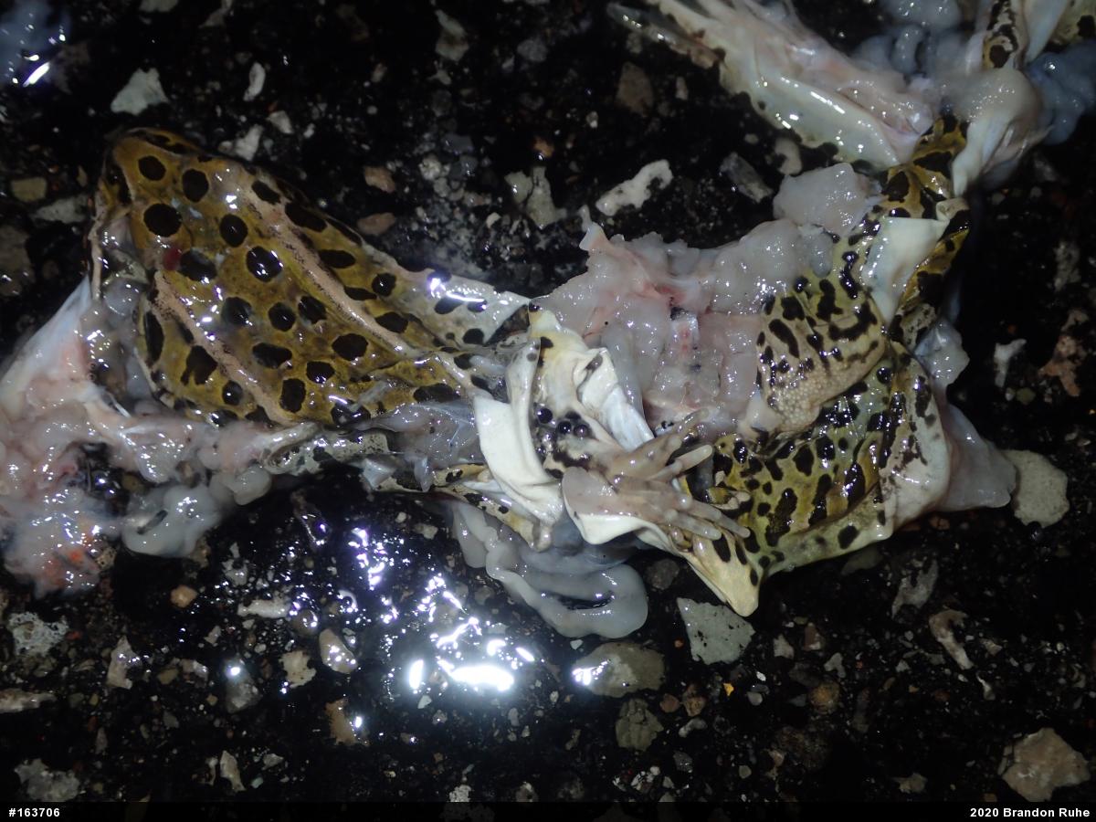 Northern Leopard Frog